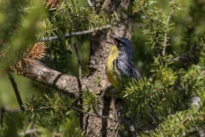 Kirtland's Warbler (male-summer) 2024-103.jpg