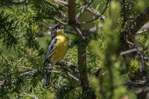 Kirtland's Warbler (male-summer) 2024-104.jpg