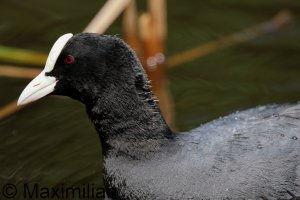 coot_2024_04.JPG