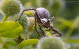 laowa 60mm spinne.jpg