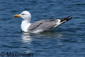 gull_yellow_2024_06.JPG