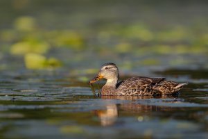 Duck and seaweed.jpg