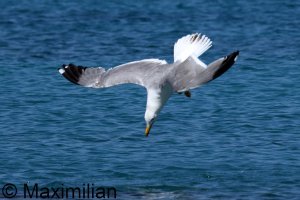 gull_yellow_2024_07.JPG
