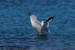 gull_yellow_2024_08.JPG