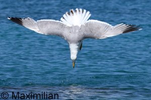 gull_yellow_2024_10.JPG