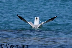 gull_yellow_2024_11.JPG