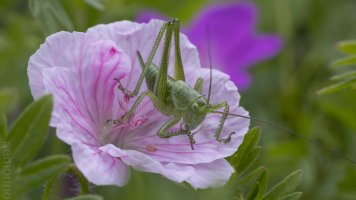 langfühler 100mm.jpg