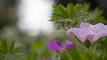 langfühler 60mm.jpg