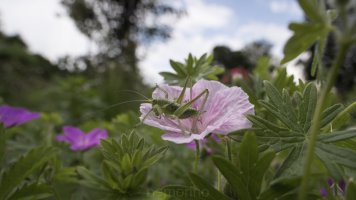 langfühler 15mm.jpg