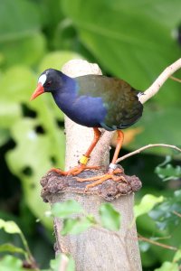 gallinule_2024_01.JPG