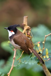 bulbul_2024_04.JPG
