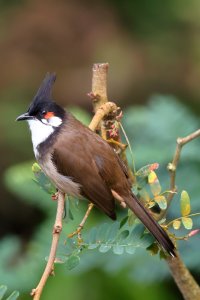 bulbul_2024_05.JPG