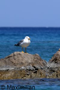 gull_yellow_2024_14.JPG