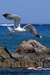 gull_yellow_2024_15.JPG