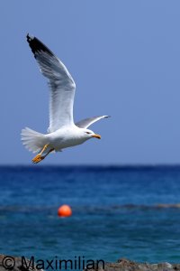 gull_yellow_2024_17.JPG
