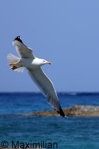 gull_yellow_2024_18.JPG