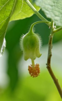 Abutilon eremitopetalum - Hidden-petaled Abutilon 2_DxO.jpg