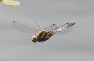 309A2069-DxO_Female_Blacktailed_skimmer_flying_oversharpened.jpeg