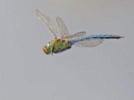309A2059-DxO_Emperor_dragonfly_flying-ls-shsh.jpg