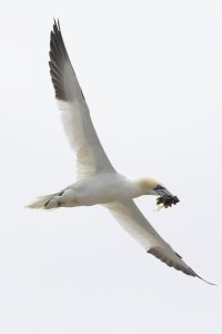 Gannet s.jpg