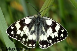 marbled_white_2024_01.JPG
