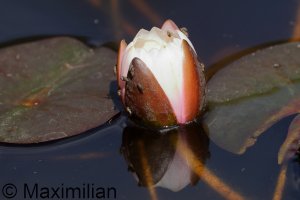 waterlily_2024_01.JPG