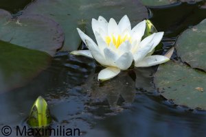 waterlily_2024_02.JPG
