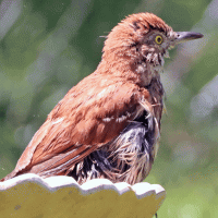 240627 brown thrasher.gif