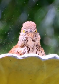 IMG_5845 picasa crop-topaz-sharpen-enhance-2.7x.JPG