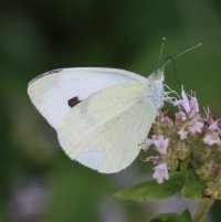 IMG_5931 crop-topaz-sharpen.JPG