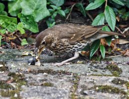 309A2571-DxO_thrush_eating_snail-ls-aut.jpeg