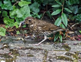 309A2577-DxO_thrush_eating_snail-ls-aut.jpeg