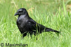 crow_2024_03.JPG