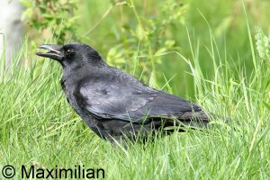 crow_2024_04.JPG