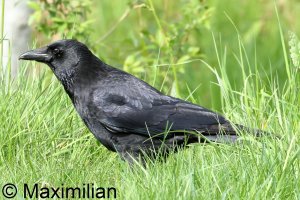 crow_2024_05.JPG