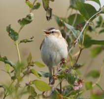 309A4189-DxO_sedge_warbler_warbling.jpg
