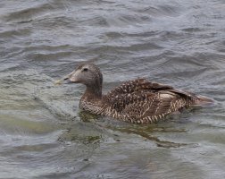 309A4139-DxO_Female_Eider_Duck.jpg