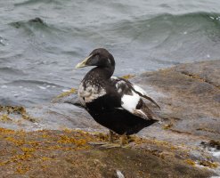 309A4151-DxO_Juvenile_Male_Eider_Duck.jpg