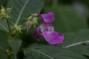 2024-07-02 15-17-58 (B,R8,S4)41.jpg