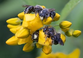 Macropis europaea 97 stack.jpg