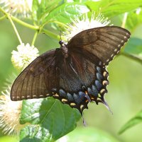 IMG_6074 picasa crop ps3 fix-topaz-sharpen.jpg