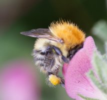 309A4237-DxO_Common_carder_Bumble_bee.jpg