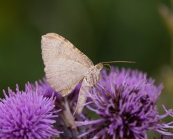 309A4232-DxO_YELLOW_SHELL_MOTH.jpg
