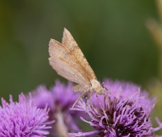 309A4235-DxO_YELLOW_SHELL_MOTH.jpg