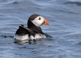 309A2696-DxO_Puffin_swimming.jpg