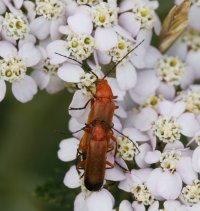 309A4399-DxO_Cardinal_beetles_copulating.jpg