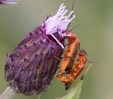 309A4410-DxO_Cardinal_beetles_copulating.jpg