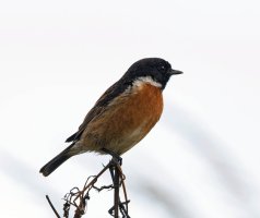 309A4394-DxO_Stonechat_shaut.jpg