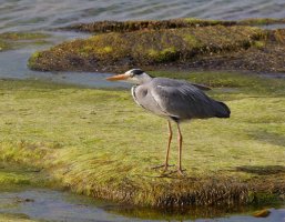 309A4324-DxO_Heron_by_the_sea.jpg