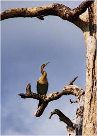 Anhinga.jpg